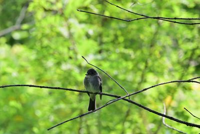 Flycatchers