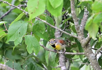 Dickcissel
