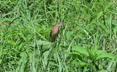Blue Grosbeak