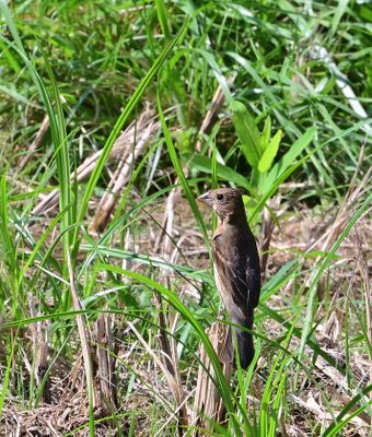 Blue Grosbeak