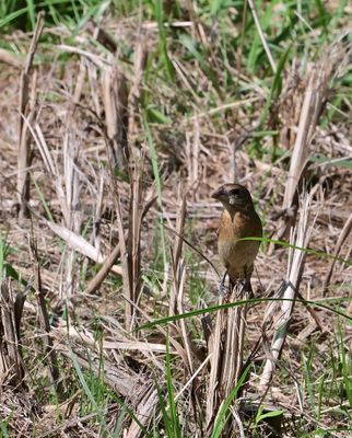 Blue Grosbeak