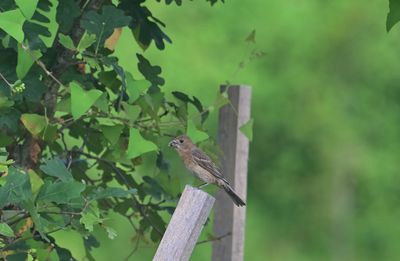 Grosbeaks
