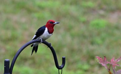 Red-headed Woodpeckers