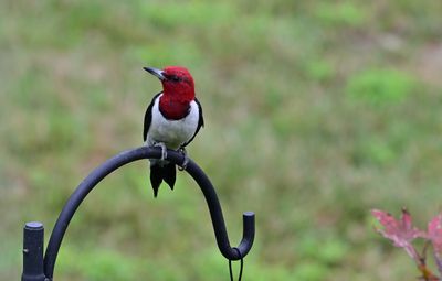 Red-headed Woodpeckers