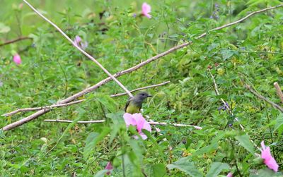 Flycatchers