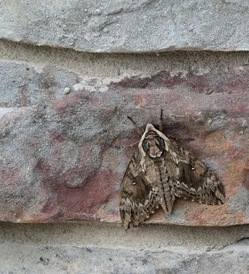 Moths