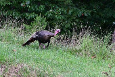 Wild Turkeys