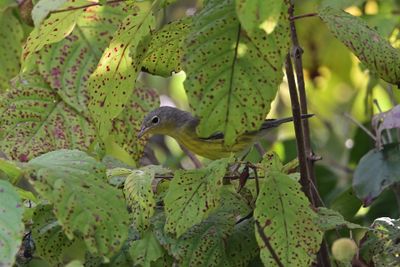 Magnolia Warbler