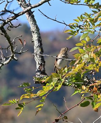 Birding in West Virginia