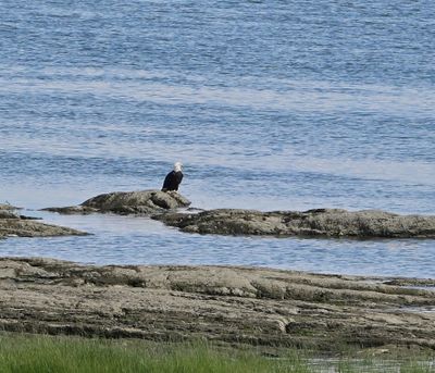 Bald Eagle