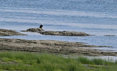 Bald Eagle