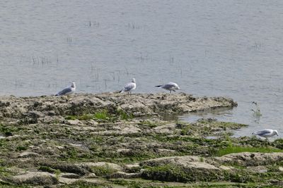 Ring-billed Gulls