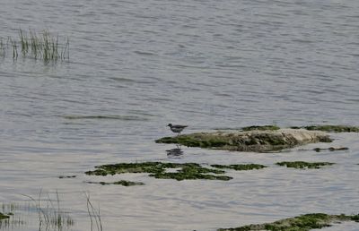 Spotted Sandpiper