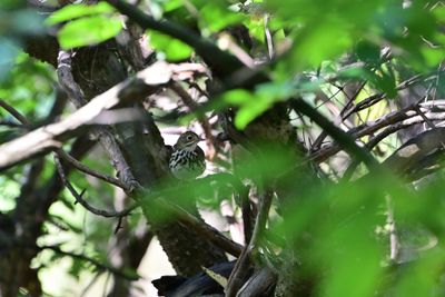 ^Ovenbird