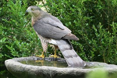 Hawks