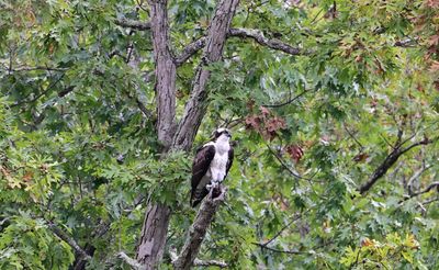 Ospreys