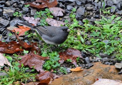 Birding in West Virginia