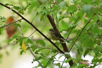 Black-throated Blue Warbler