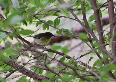 Black-throated Blue Warbler with berry