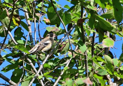 Grosbeaks