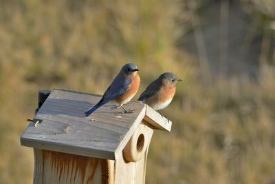 Bluebirds