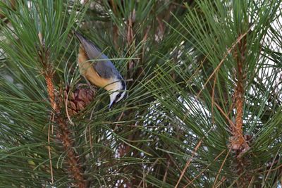 Nuthatches