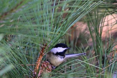 Chickadees & Tufted Titmice