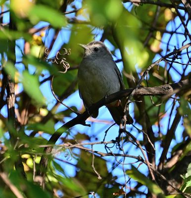 Mockingbirds