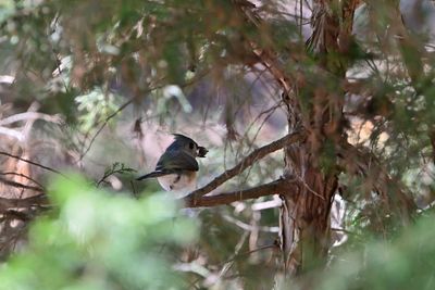 Chickadees & Tufted Titmice