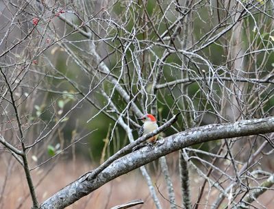 Red-bellied Woodpeckers