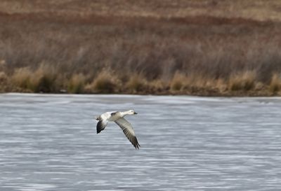 Birding in West Virginia