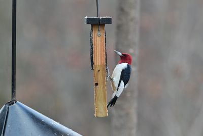 Red-headed Woodpeckers
