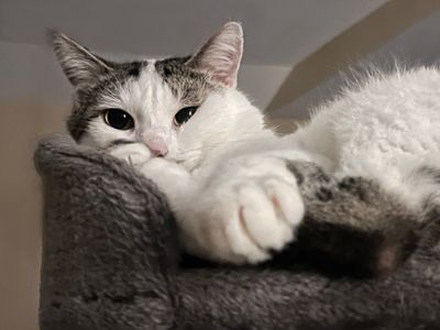 Pankracy and Adolfik