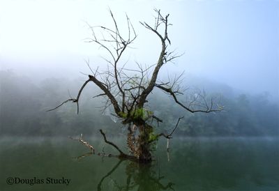 The Tree On Norris Lake