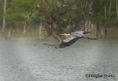 Great Blue Heron on Norris Lake