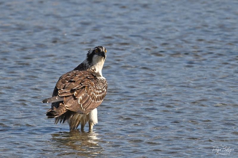 Osprey chillin in the water