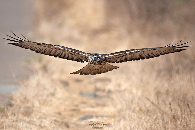 Red Tailed Hawk