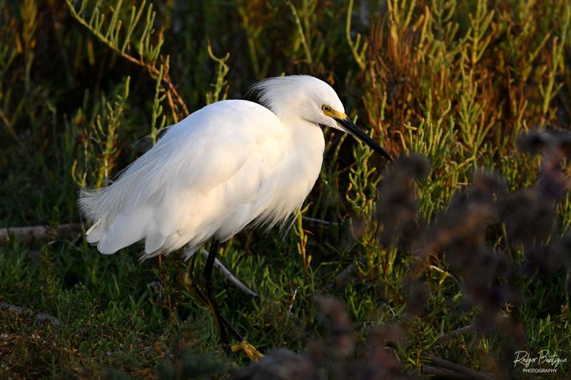 DSC_8667.jpg