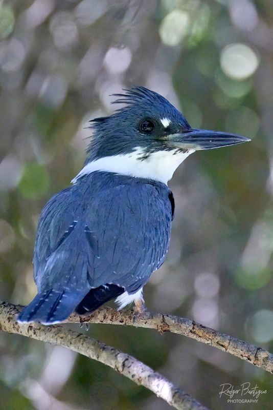 Portrait of the King Fisher 