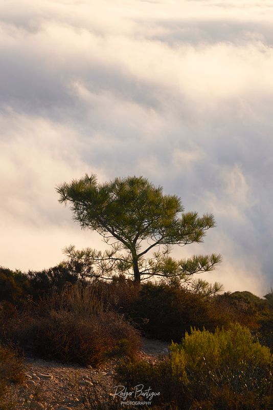 Lone Tree...