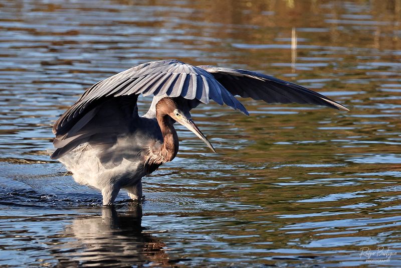 Reddish Egret.jpg