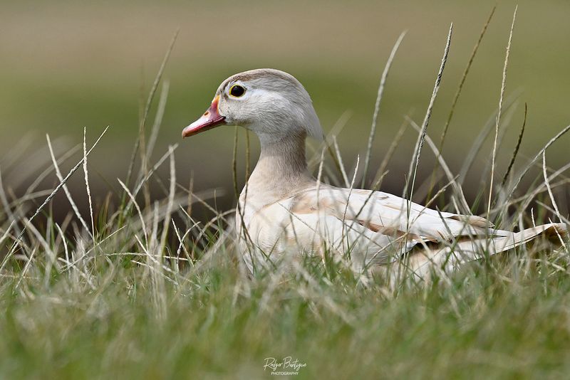 The popular Leucistic Wood Duck at Santee Lakes