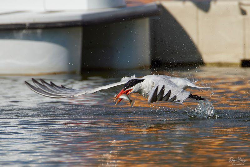 Caspian Tern