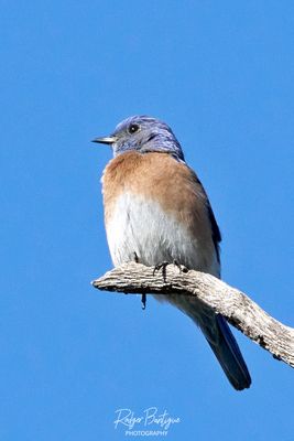 Western Bluebird.jpg