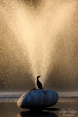 Cormorant Fountain
