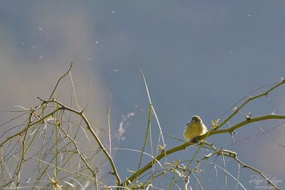 American Goldfinch.jpg