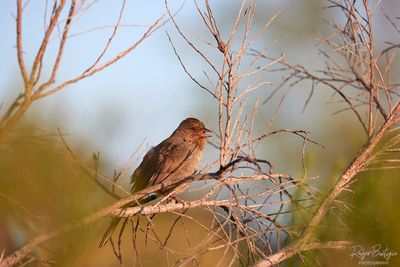 California Towhee.jpg