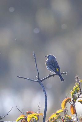 Yellow-rumped Warbler