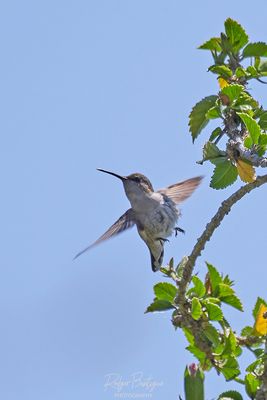 Costa's Hummingbird in my yard