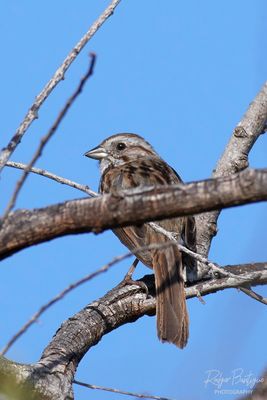 Song Sparrow @Santee Lakes